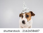 Small photo of Portrait of a Jack Russell Terrier dog in a tinfoil hat on a white background.