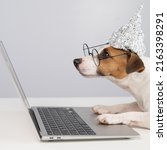Small photo of Jack Russell Terrier dog in a tinfoil hat and glasses works at a laptop.