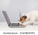 Small photo of Jack Russell Terrier dog in a tinfoil hat and glasses works at a laptop.