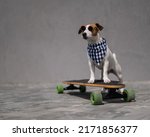 Jack Russell Terrier dog dressed in sunglasses and a checkered bandana rides a longboard. 