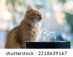 Ginger cat drinks fresh water...
