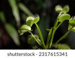 Image of carnivorous plant, (Dionaea muscipula) called Venus FlyTraps, insectivorous plant native to subtropical wetlands highly coveted as an ornamental plant.