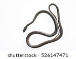 green whip snake or western... | Shutterstock . vector #526147471