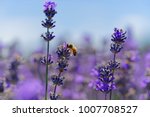 Blossoming Lavender  Bees Are...