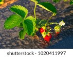Plant Of The Garden Strawberry...