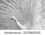 Close Up Of A White Peacock...