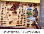 Collecting insects on pins and magnifying glass. Amateur or homemade insect  entomologist collection. search and study wild nature. close up