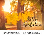 Hello october. autumn natural background. garland of yellow maple leaves in park. beautiful autumnal sunny landscape. symbol of golden fall season. 