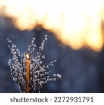 Small photo of Burning candle and willow branches on abstract blurred natural dark background. Easter holiday, palm Sunday concept. symbol of orthodox Church, prayer, faith in God, religion. copy space