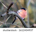 Small photo of Male Bullfinch on the ground looking for food. Pink chest brutish looking bird.