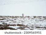 Small photo of A single white horse, head down, grazes on patches of meager vegetation found in the snow. Behind, a hillside is covered in snowpack.