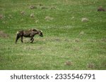 Small photo of A mocha brown pony with blond mane and tail is shedding its winter coat, giving it a rough appearance. He's plodding along, head lowered, across a green hillside, littered with clumps of dry brush.