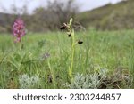 Small photo of Ophrys caucasica is a flowering plant endemic to the Caucasus. According to the IUCN Red List the category and status of the species is "Endangered" – EN B1ab(iii)+2ab(iii). It is an endemic species.