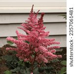 Small photo of Close up of flowering Razzle Dazzle Astilbe with deep pink plumes and dark green foliage in a garden, in the summer, in Wisconsin