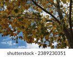 Small photo of Close up of branches of a Maple tree with leaves turing from green to yellow and brown in the fall in Trevor, Wisconsin, USA