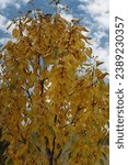 Small photo of A dwarf Ranier Cherry Tree with leaves turning from green to yellow in the fall in Trevor, Wisconsin, USZ
