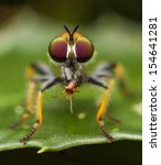 Robber Fly Eats Tint Beetle