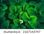 Dark green leaves in dew, natural background of nature. Strawberry flower. Texture of the leaves. Leaves green background.