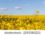 Field of yellow flowers with blue sky and white clouds. Landscape of a field of yellow rape or canola flowers, grown for the rapeseed oil crop. The concept of individuality.