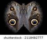 Owl Butterfly Underside...