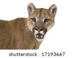 Head Shot Of A Mountain Lion On ...
