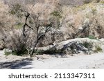 Small photo of Stark dry desert brush with hints of green, light sandy foreground, hints of yellow wildflowers in background