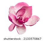 Purple magnolia flower ...