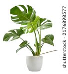 Small photo of Variegated Monstera plant in white pot, Monstera Thai Constellation, isolated on white background, with clipping path