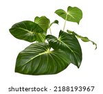 Homalomena foliage, Green leaf with white petioles isolated on white background, with clipping path                                