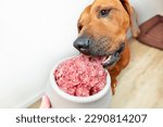 Feeding dog natural raw minced meat food Close-up dog eating raw meat from its bowl