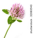 Small photo of Trifolium pratense. It has also been reported that red clover can be used for therapeutic purposes for coughs, bronchitis, eczema, sores, scrofula and can be gargled for mouth ulcers and sore throats.