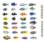 Great Tropical Fish Collection...