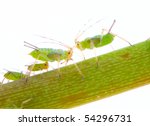 Small photo of Green aphids on rose footstalk - unwelcome vermin in garden.