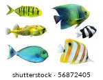 Tropical Fish Collection On...