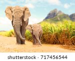African Bush Elephants - Loxodonta africana family walking on the road in wildlife reserve. Greeting from Africa.
