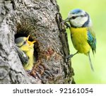 The Blue Tit  Cyanistes...