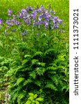 Small photo of Polemonium caeruleum, known as Jacob's-ladder or Greek valerian, is a hardy perennial flowering plant. The plant was used as a medicinal herb.