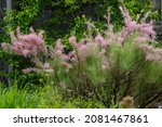 Small photo of Tamarix ramosissima or tamarisk many branches in blossom. It is also grown in gardens called Branched bead or Branched comb (family Grebenshchikov)