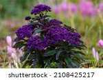 Small photo of Purple flowers of Heliotrope plant in garden