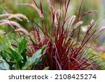 Small photo of Red Peristoschaetin or Pennisetum ( lat. Pennisetum ) is a genus of widespread herbaceous plants from the grass family ( Poaceae )