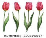 Watercolor Set Of Tulips  Hand...