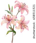 Watercolor Lilies Isolated On...