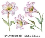 Watercolor Set Of White Lilies  ...