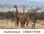 Beautiful Maasai Giraffes ...