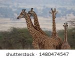 Beautiful Maasai Giraffes ...