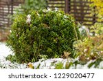 The Green Bush Of Boxwood With...