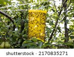 Yellow sticky insect trap in...