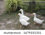 The 3 Ducks In The Farm Garden  ...