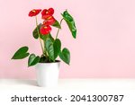 House Plant Anthurium In White...