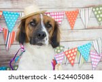 Small photo of Festa Junina: Brazilian celebration on the month of june. Dogs wearing costume. Straw hat, hick culture.
